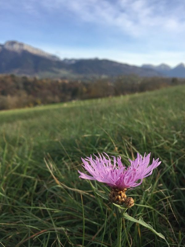 Terrain pour construire une maison en Haute-Savoie